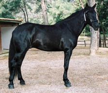 Image: Mallorquín Horse/Wiki/Govern de les Illes Balears/Creative Commons Attribution/Share  Allike