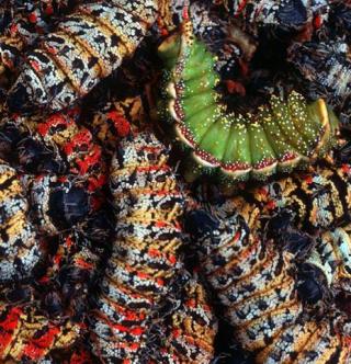 Image: Mopane Worms/Africa