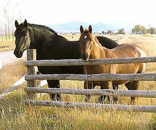 Draft Horse (left) compared to light riding horse. (right) Image by: Montanabw/GNU Free Documentation License.