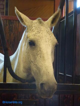 A grayish caisson horse (they turn white as they age)