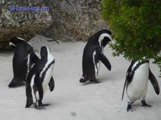 Cape of Good Hope/Jackass Penguins/@HorseHints.org