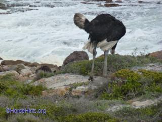 Cape of Good Hope/Wild Ostrich/@HorseHints.org