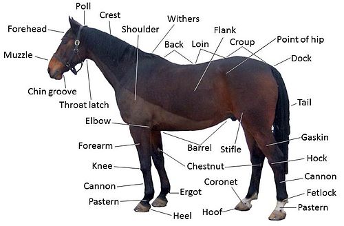 Image: http://commons.wikimedia.org/wiki/File:Points_of_a_horse.jpg/License Creative Commons/Owain Davies