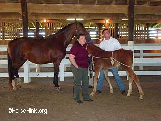 Image: Copyright HorseHints.org/Working with foal