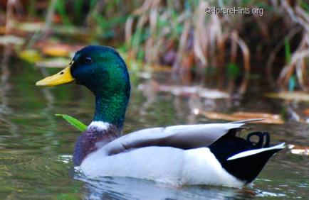 Image: CopyrightHorseHints.org/Male Mallard Duck/Fletcher's Cove/Canal