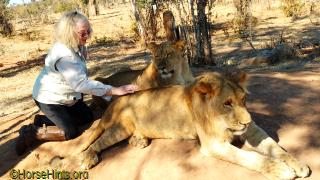 Image: CopyrightHorseHints.org/Lion Encounter/Zimbabwe/Deb
