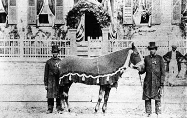 Image: Public Domain/Lincoln's horse Old Bob, on the day of his funeral in 1865, held by Rev. H. Brown