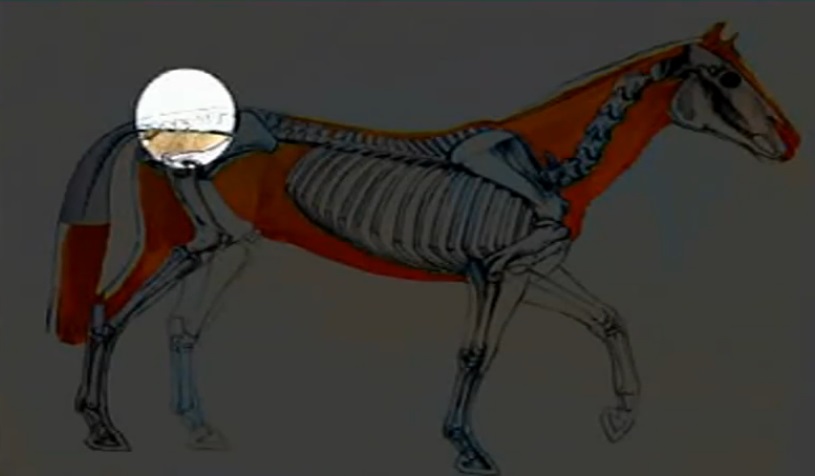 Image: YouTubeVideo: Equine Back Problems