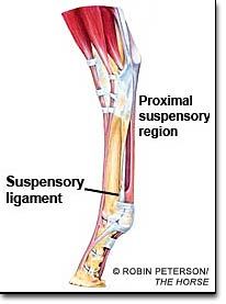 Suspensory Ligament Proximal
